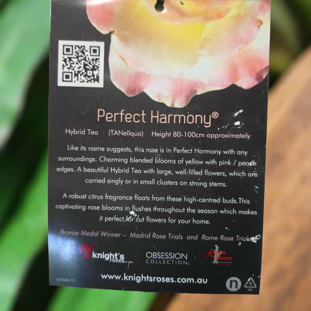Perfect Harmony™ – Premium - Hybrid Tea Rose by Rosen Tantau
