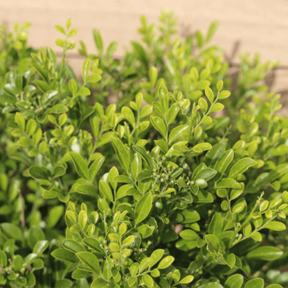Sweet Privacy™ Murraya | Fragrant White Flowering Hedge