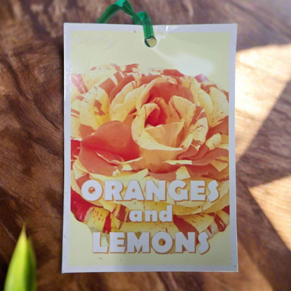 Oranges and Lemons™ – Premium Floribunda Rose