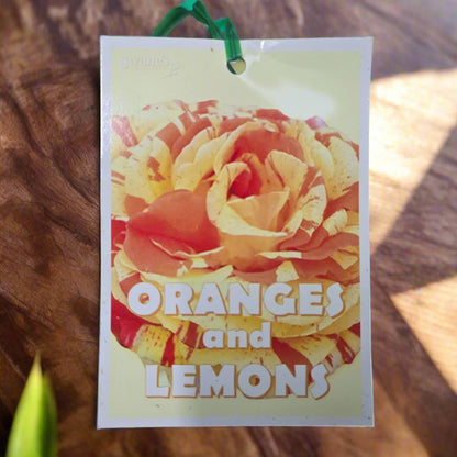 Oranges and Lemons™ – Premium Floribunda Rose