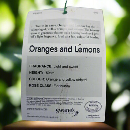 Oranges and Lemons™ – Premium Floribunda Rose