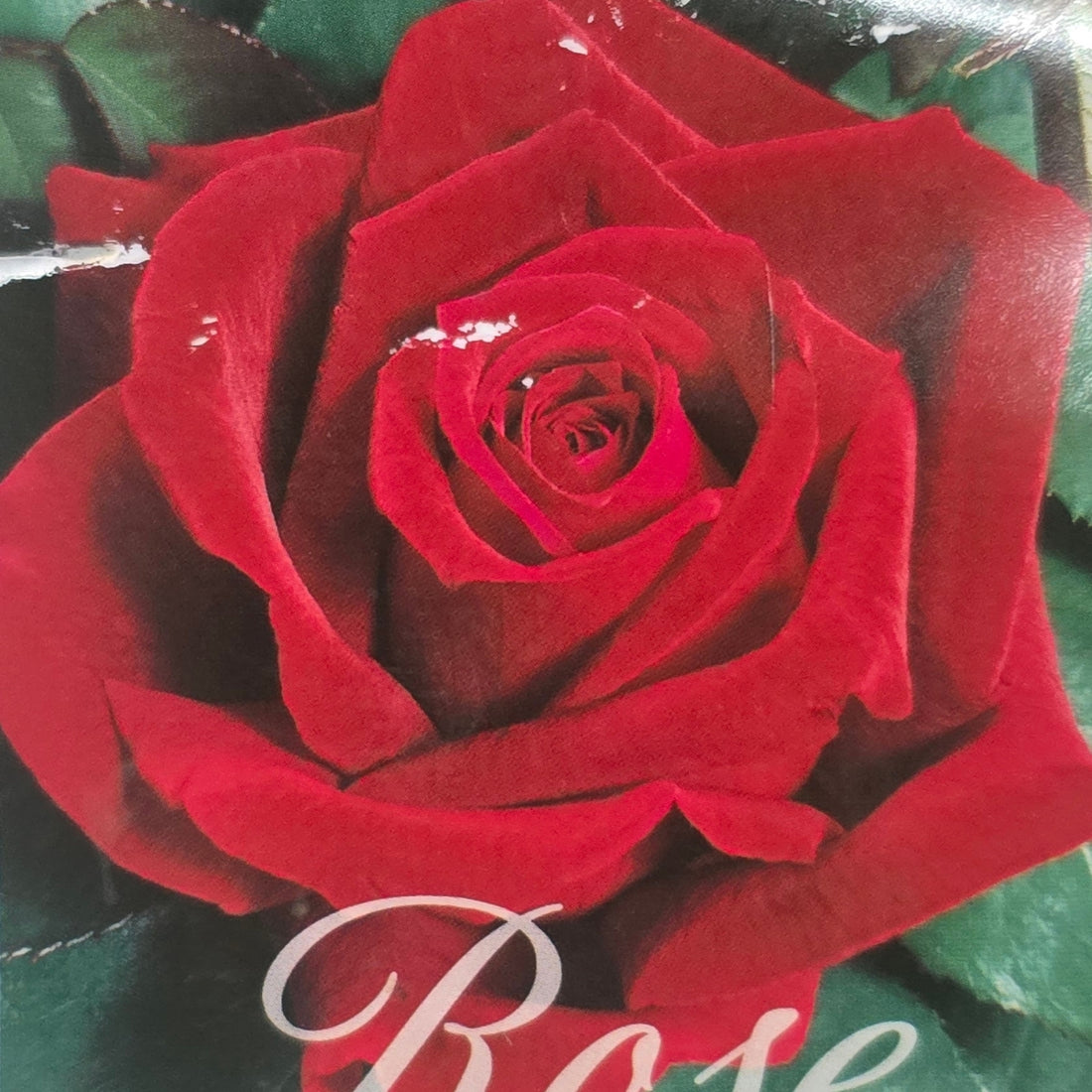 Papa Meilland – General – Hybrid Tea Rose