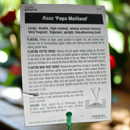 Papa Meilland – General – Hybrid Tea Rose