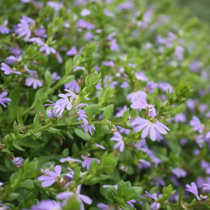 Purple Fusion™ Scaevola | Scaevola humilis ‘PFS100’ PBR – 50mm Pot