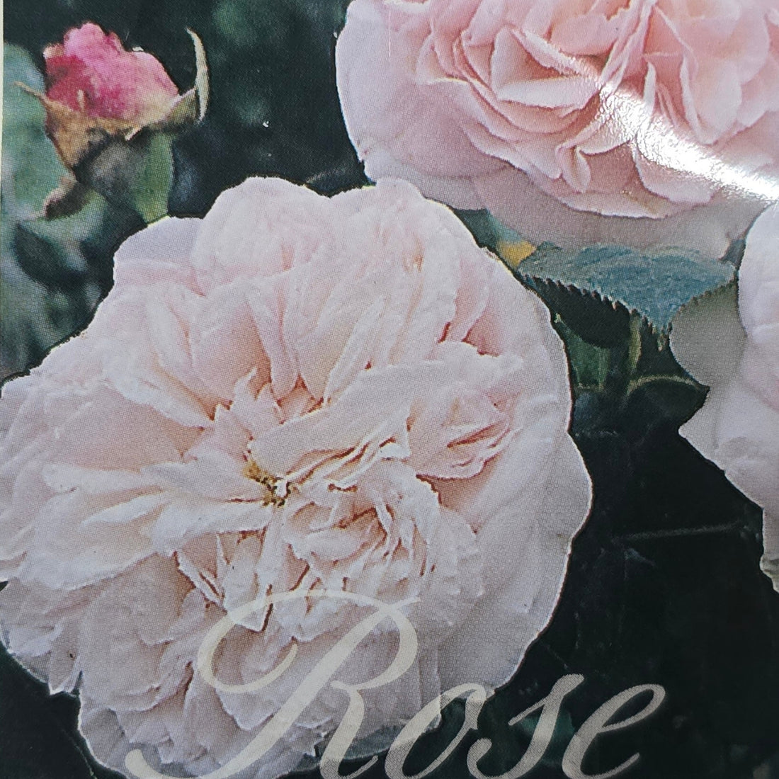Claire Rose – General – Hybrid Tea Rose