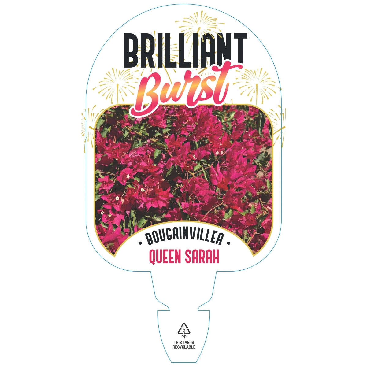 Bougainvillea Brilliant Burst ‘Queen Sarah’ (Bougainvillea spectabilis) | 50mm Pot