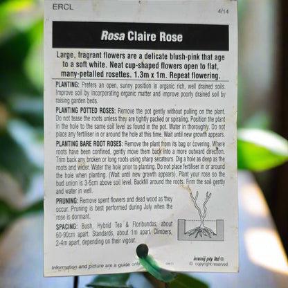 Claire Rose – General – Hybrid Tea Rose