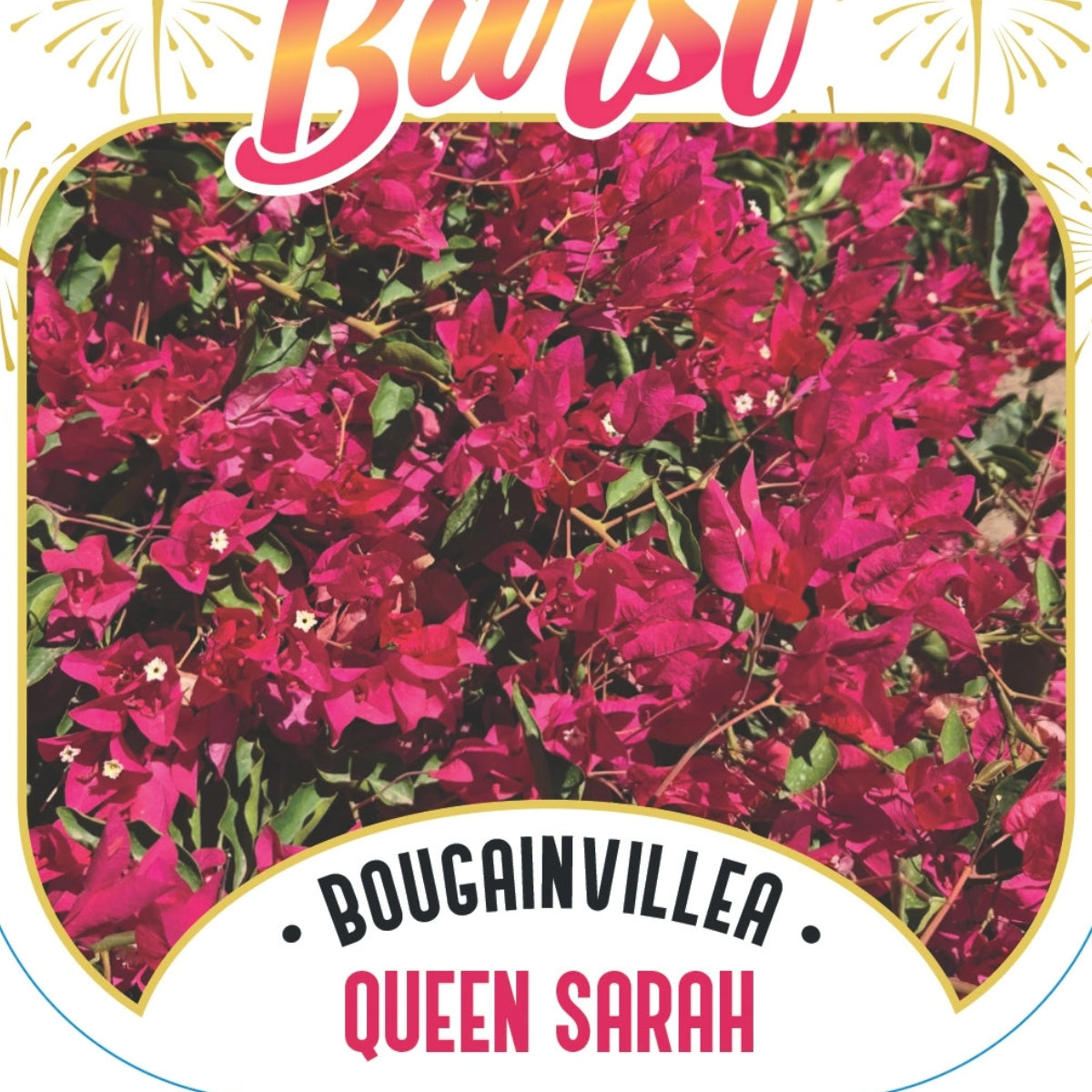 Bougainvillea Brilliant Burst ‘Queen Sarah’ (Bougainvillea spectabilis) | 50mm Pot