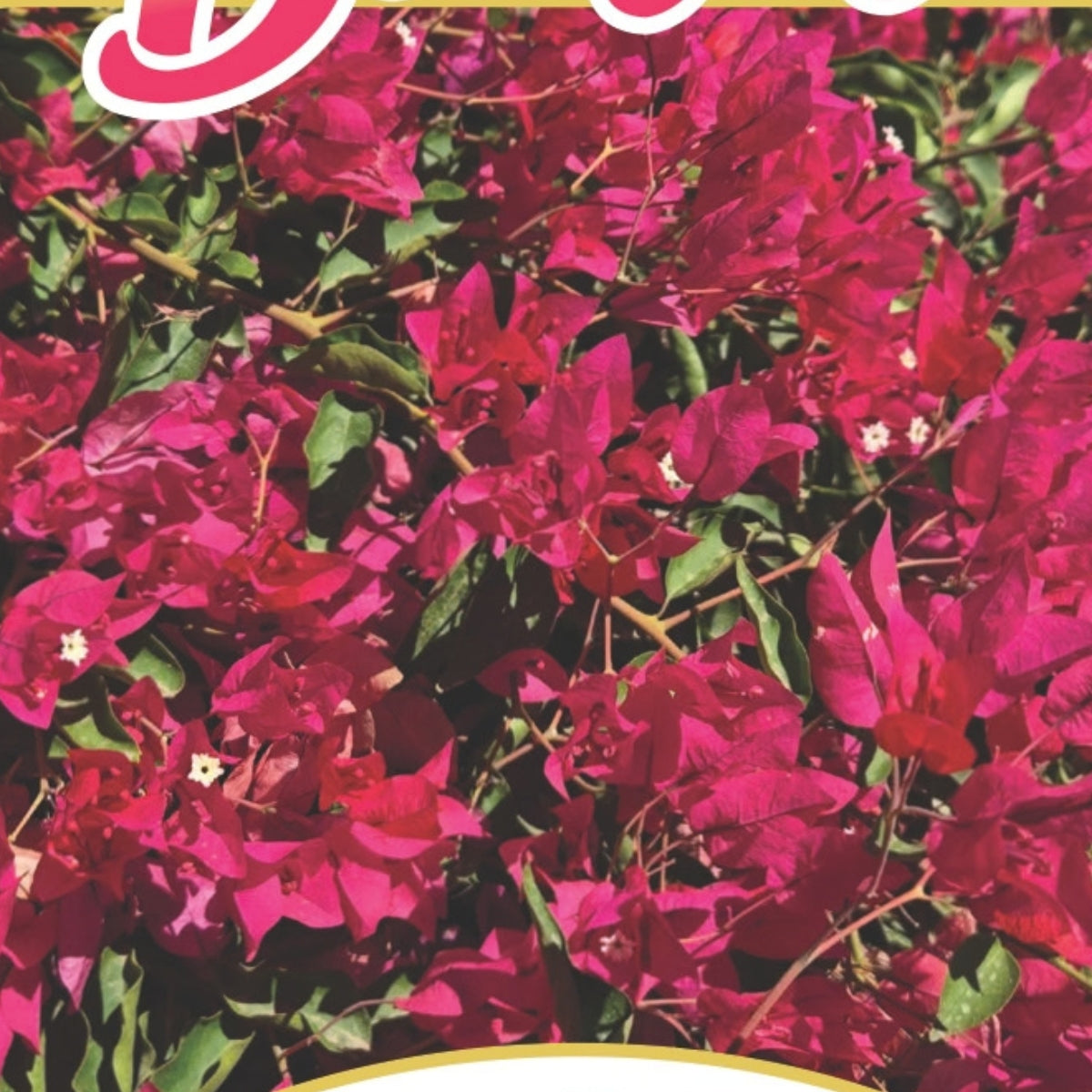 Bougainvillea Brilliant Burst ‘Queen Sarah’ (Bougainvillea spectabilis) | 50mm Pot