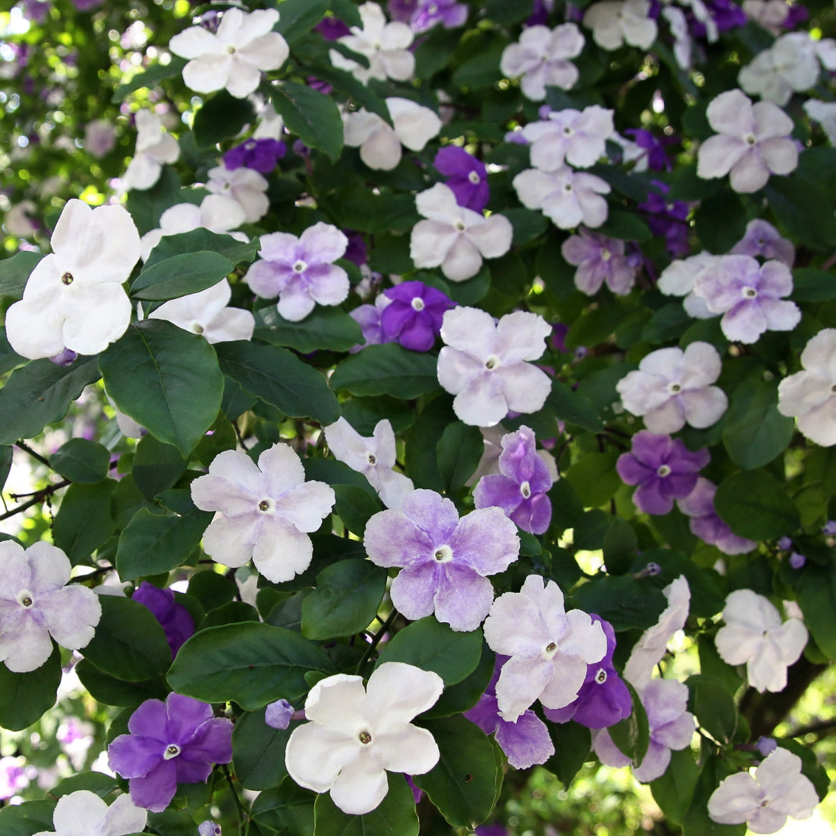 Brunfelsia ‘Sweet and Petite’ | Latifolia - Compact Yesterday Today Tomorrow