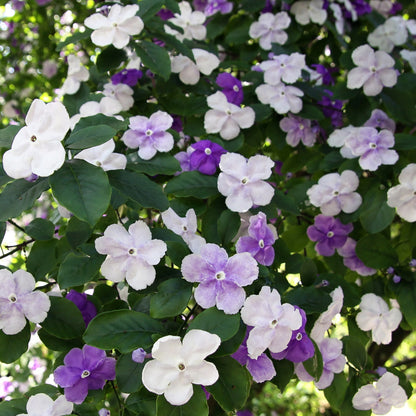 Brunfelsia ‘Sweet and Petite’ | Latifolia - Compact Yesterday Today Tomorrow