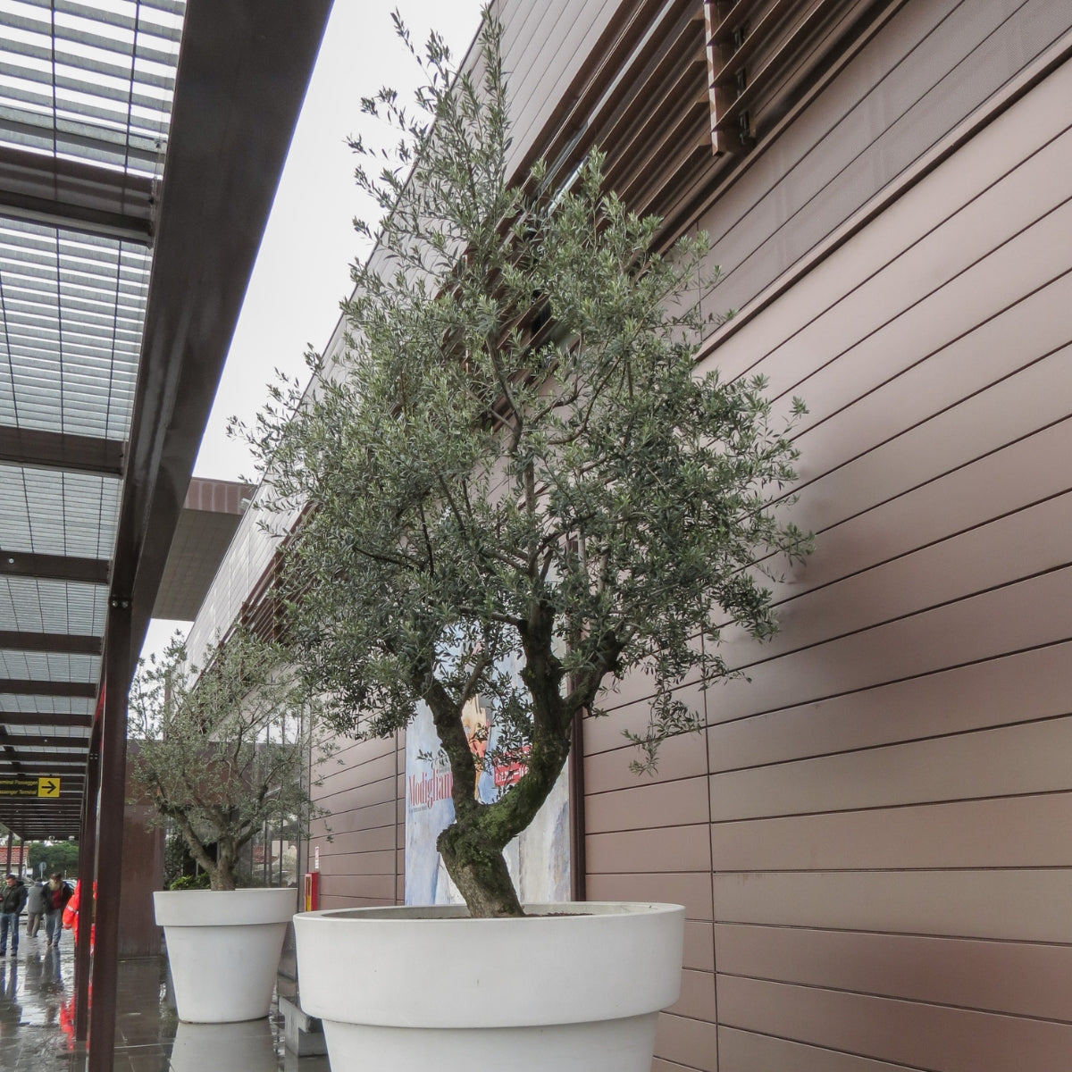 Olea europaea ‘Nevadillo Blanco’ Olive Tree – 50mm Tube
