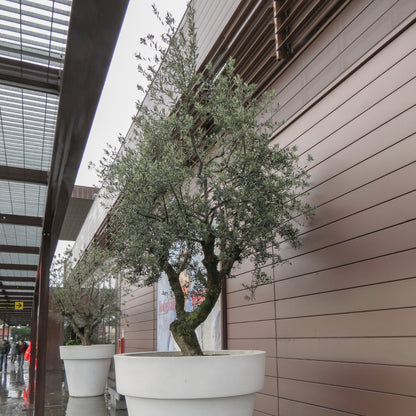 Olea europaea ‘Nevadillo Blanco’ Olive Tree – 50mm Tube