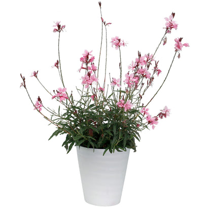 Pink Gaura ‘Confetti Pink’ (Gaura lindheimeri) – Perennial Flowering Plant in 50mm Pot