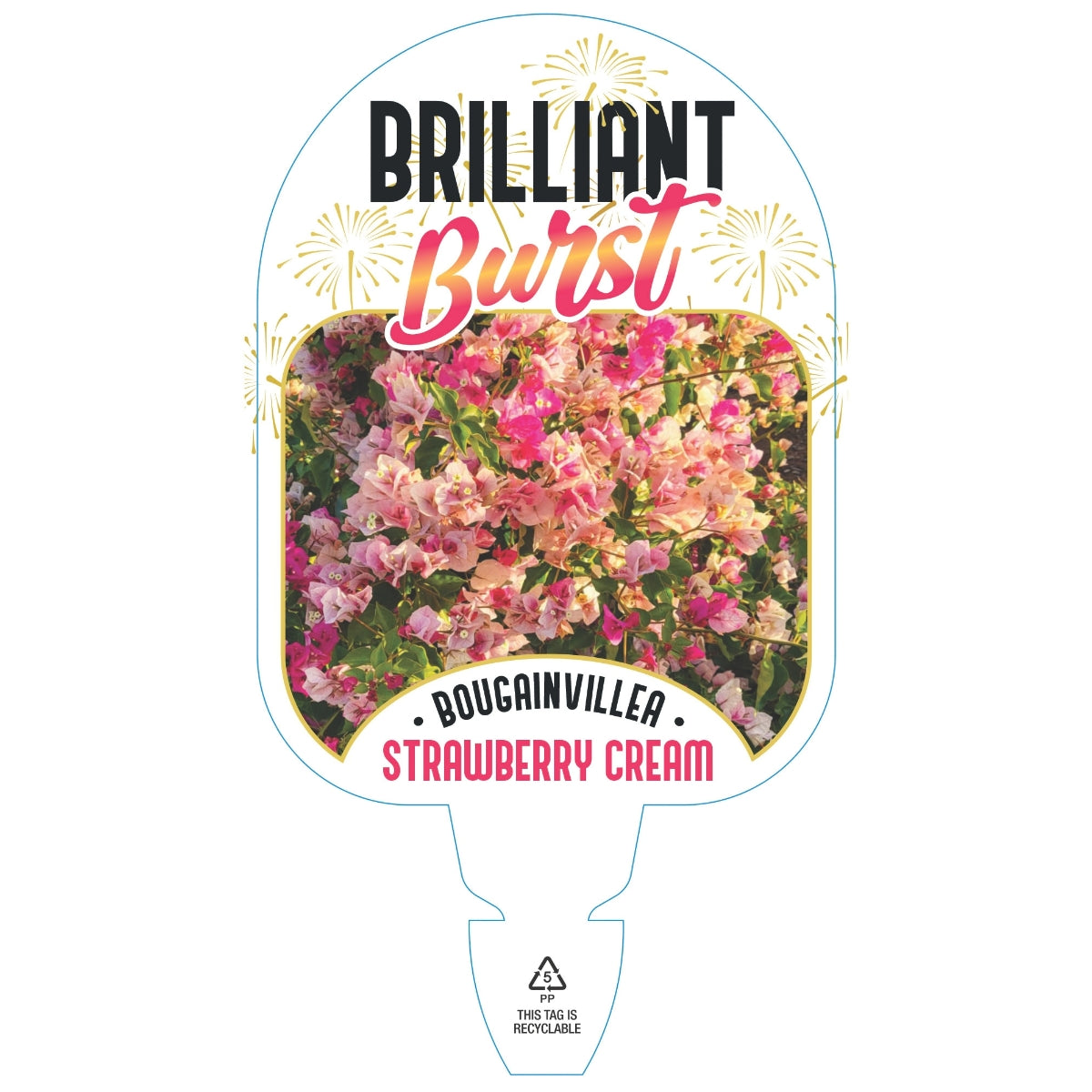 Bougainvillea Brilliant Burst ‘Strawberry Cream’ (Bougainvillea spectabilis) | 50mm Pot