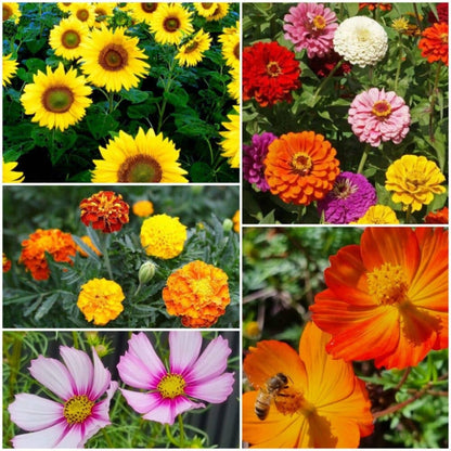 Just Bee-Cause - Wildflower Seeds