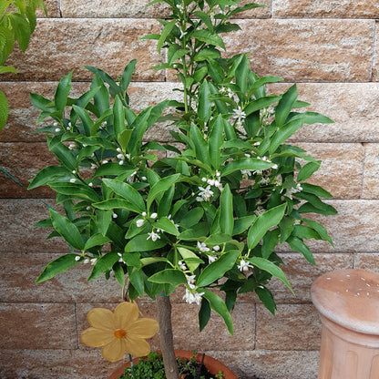 Kumquat Citrus Tree | Compact Evergreen Fruiting Citrus