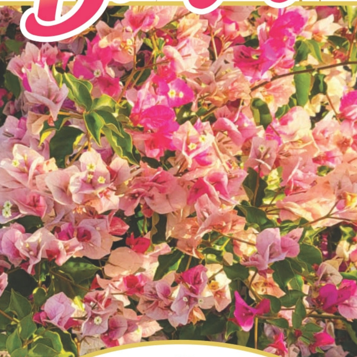 Bougainvillea Brilliant Burst ‘Strawberry Cream’ (Bougainvillea spectabilis) | 50mm Pot