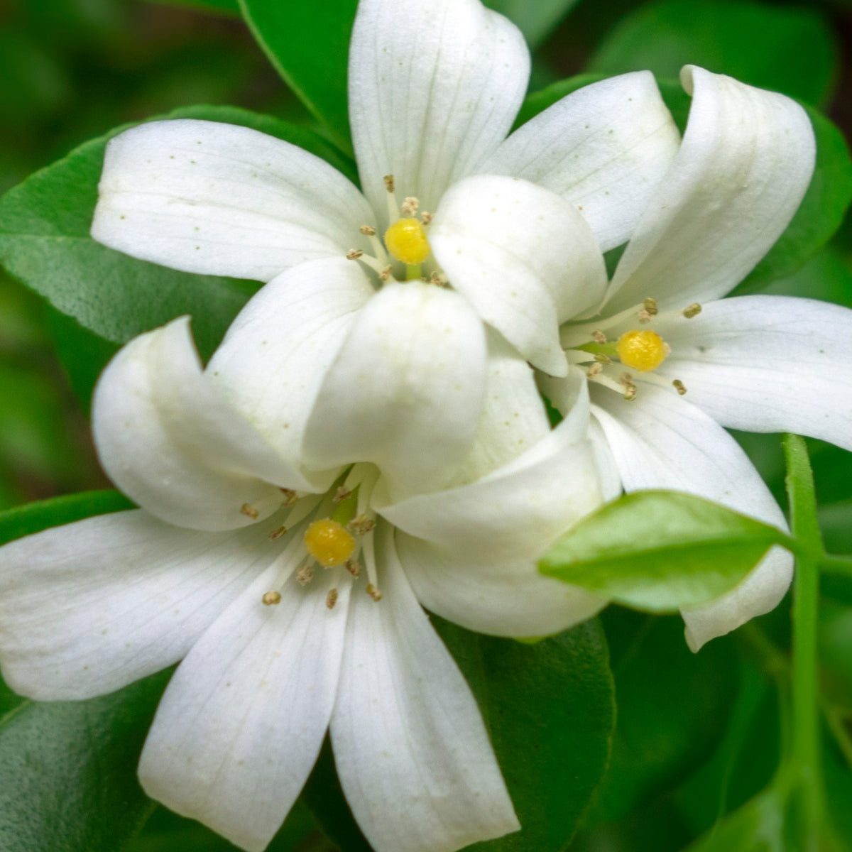 Murraya Lush &amp; Thin™ | Narrow Fragrant Evergreen Hedge