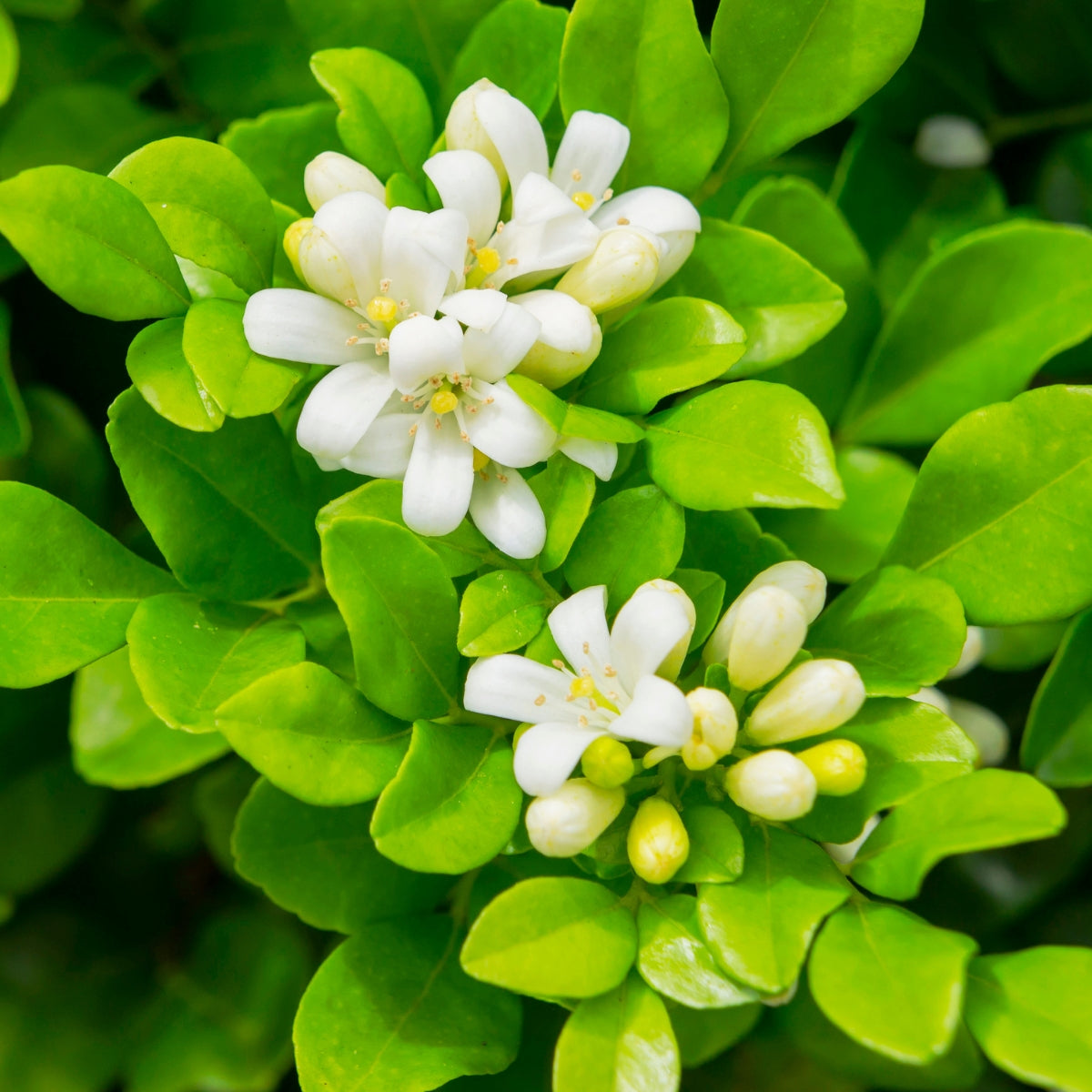 Murraya Lush &amp; Thin™ | Narrow Fragrant Evergreen Hedge