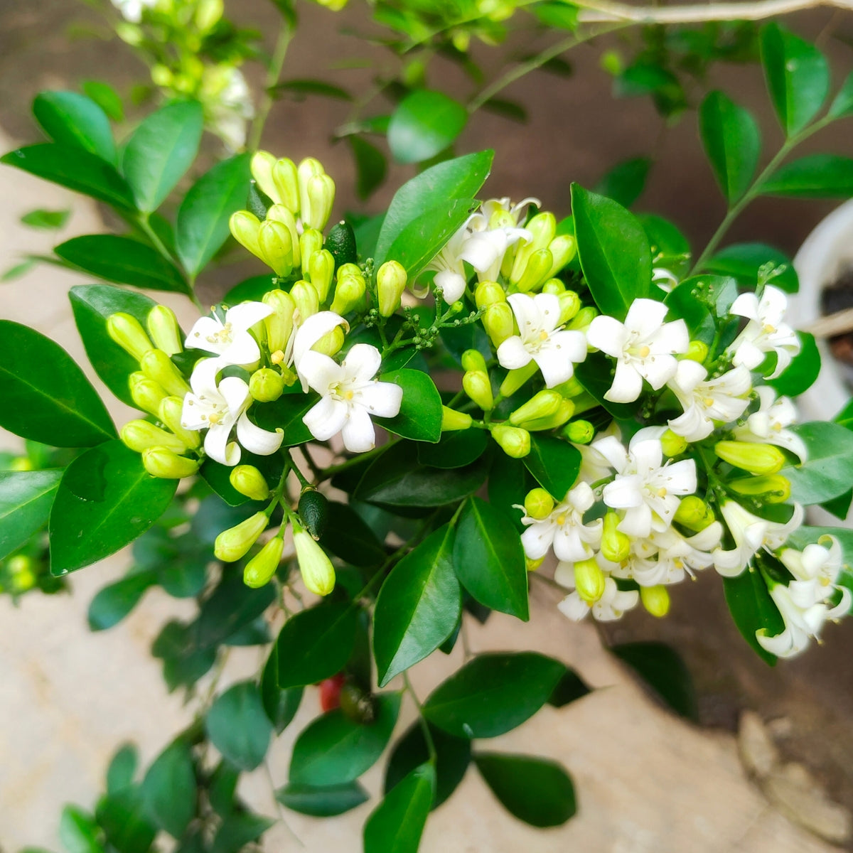 Murraya paniculata | Fragrant White Flowering Hedge