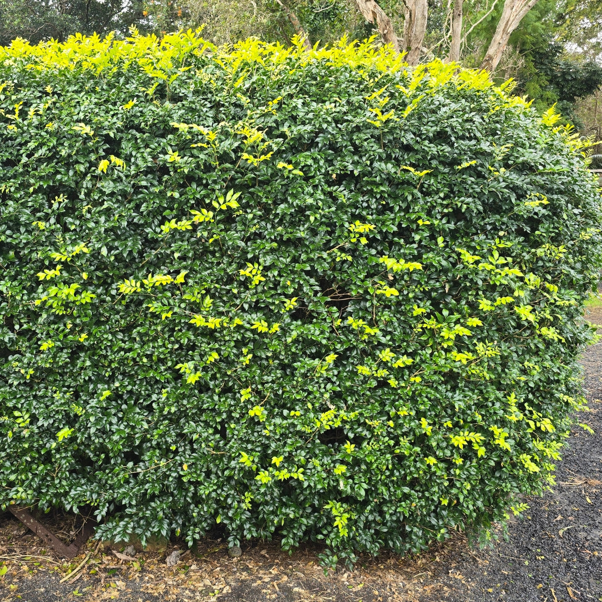 Murraya paniculata | Fragrant White Flowering Hedge