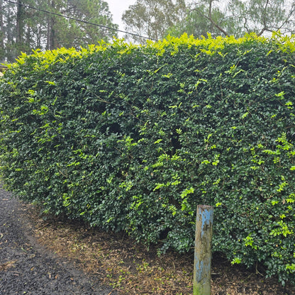 Murraya paniculata | Fragrant White Flowering Hedge