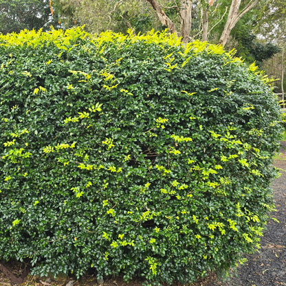 Murraya paniculata | Fragrant White Flowering Hedge