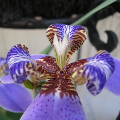 Giant Blue Walking Iris ‘Regina’ | Neomarica caerulea