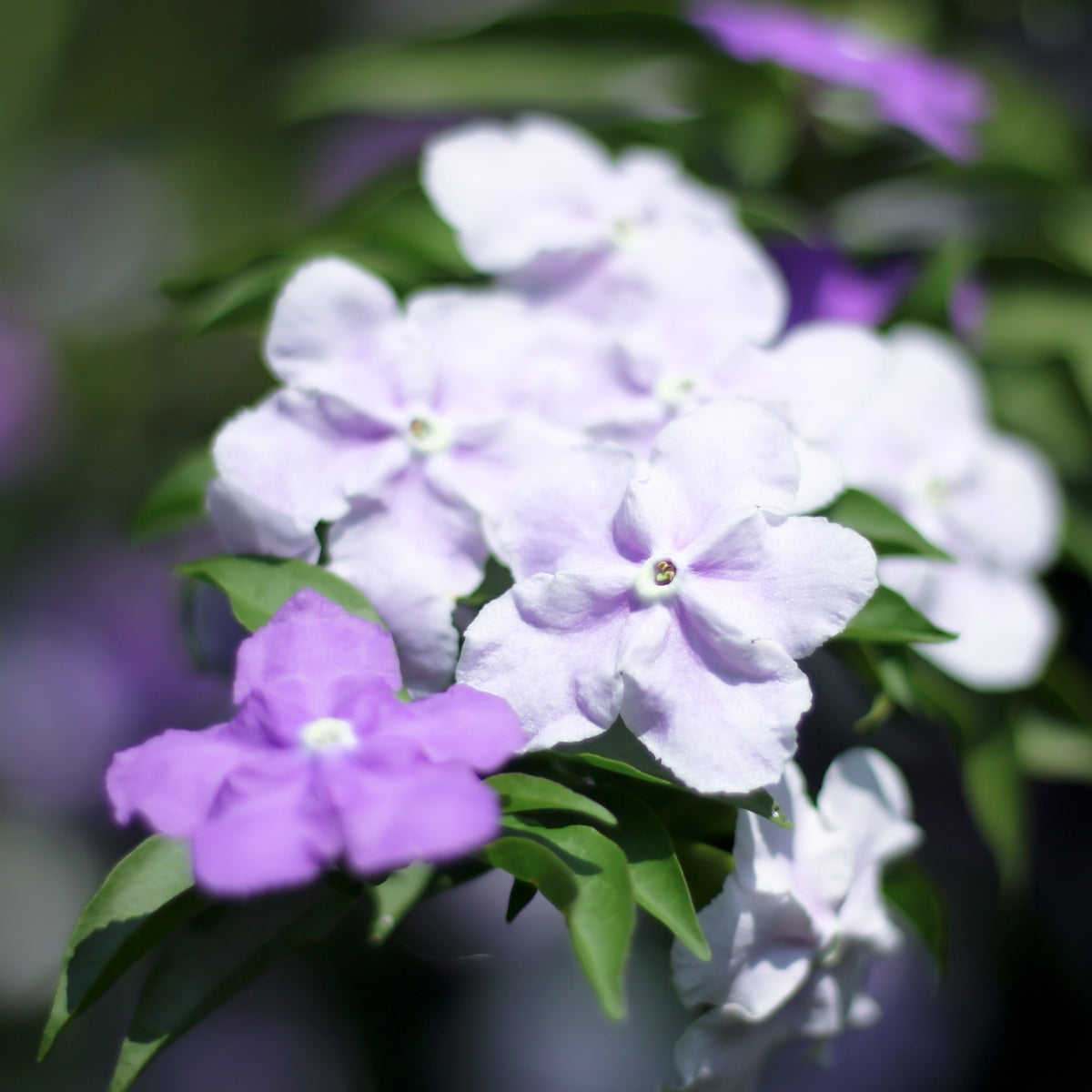 Brunfelsia ‘Sweet and Petite’ | Latifolia - Compact Yesterday Today Tomorrow