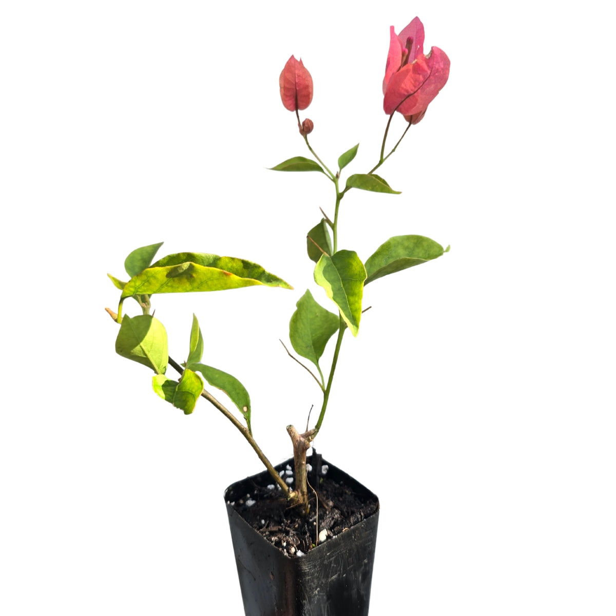 Bougainvillea Brilliant Burst ‘Orange Sherbert’ (Bougainvillea spectabilis) | 50mm Pot