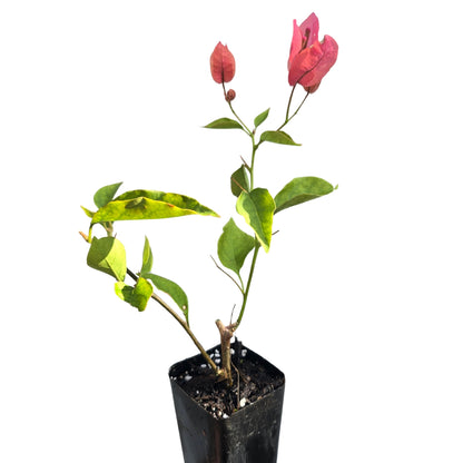 Bougainvillea Brilliant Burst ‘Orange Sherbert’ (Bougainvillea spectabilis) | 50mm Pot