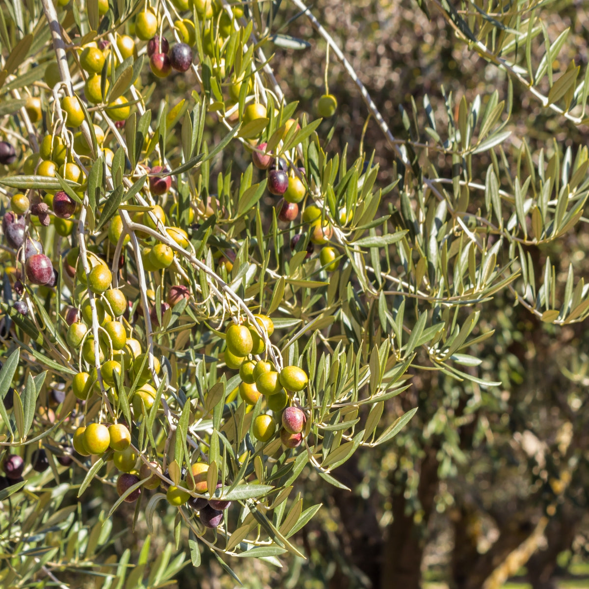 Kalamata Olive Tree | Olea europaea ‘Kalamata’