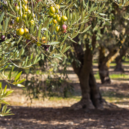Kalamata Olive Tree | Olea europaea ‘Kalamata’