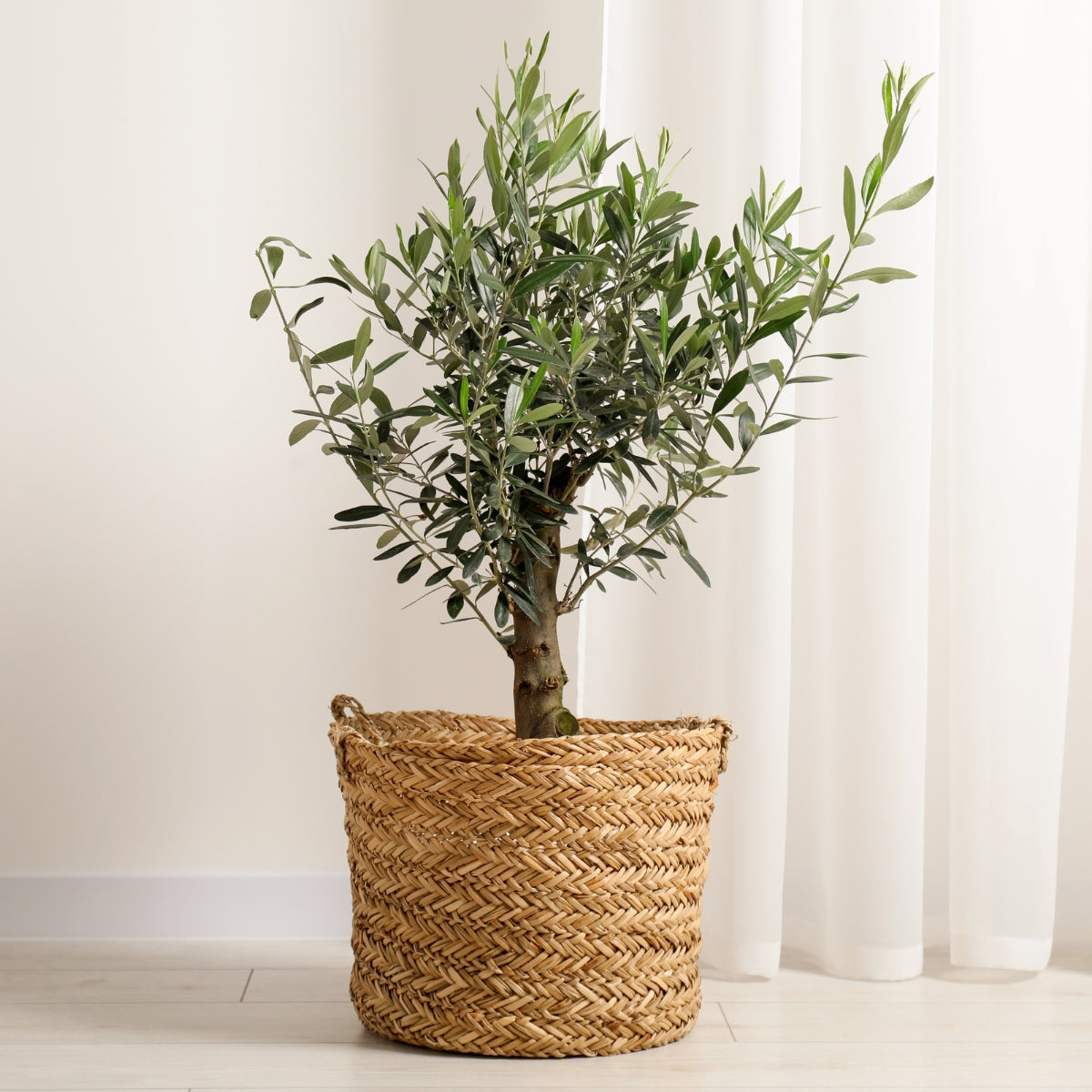 Manzanillo Olive Tree | Olea europaea ‘Manzanillo’