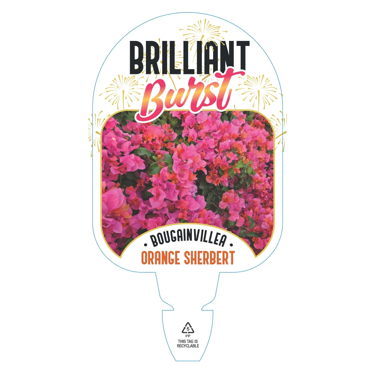 Bougainvillea Brilliant Burst ‘Orange Sherbert’ (Bougainvillea spectabilis) | 50mm Pot