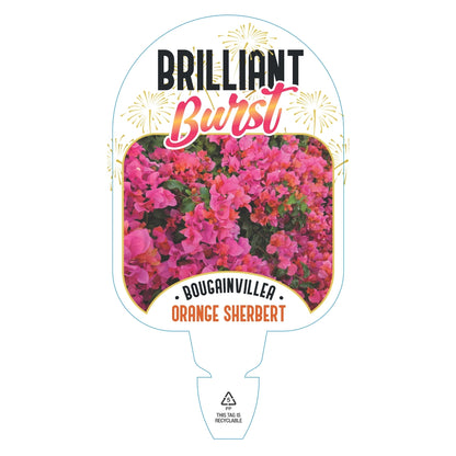 Bougainvillea Brilliant Burst ‘Orange Sherbert’ (Bougainvillea spectabilis) | 50mm Pot