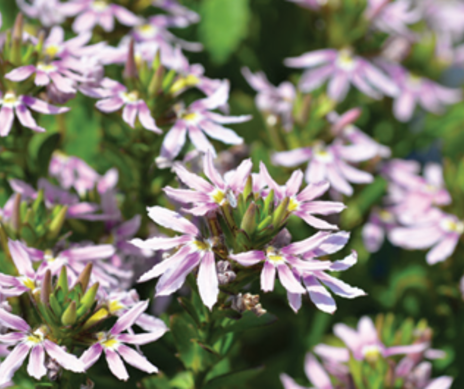 Scaevola aemula ‘Aussie Salute Pink’ | Pink Fan Flower – 50mm Pot