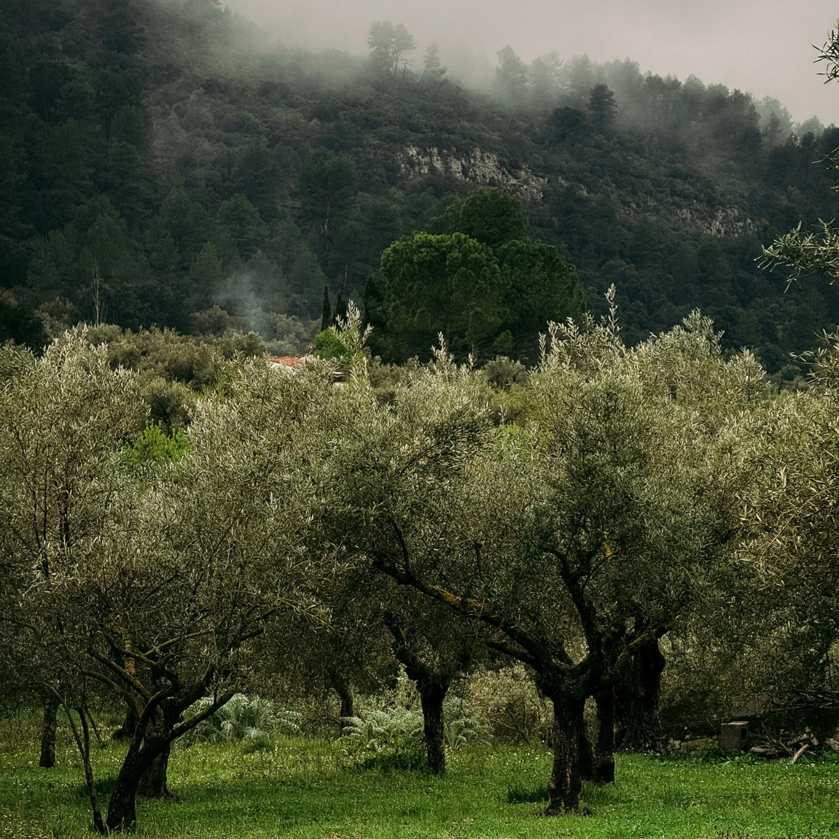 Manzanillo Olive Tree | Olea europaea ‘Manzanillo’