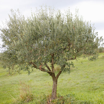 Manzanillo Olive Tree | Olea europaea ‘Manzanillo’