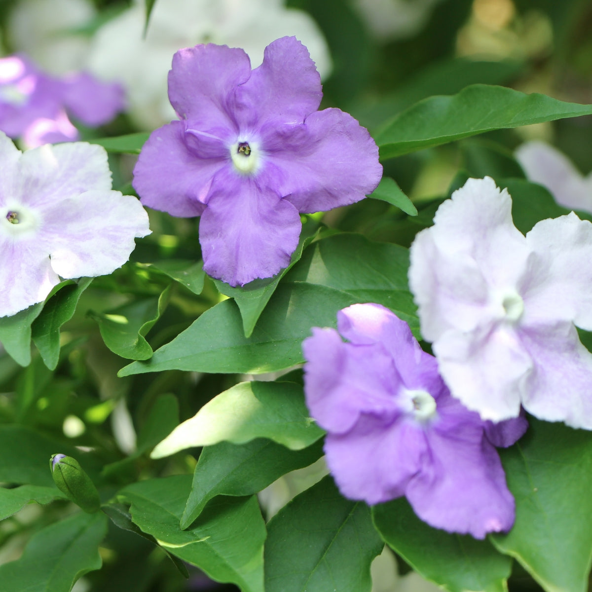 Brunfelsia ‘Sweet and Petite’ | Latifolia - Compact Yesterday Today Tomorrow