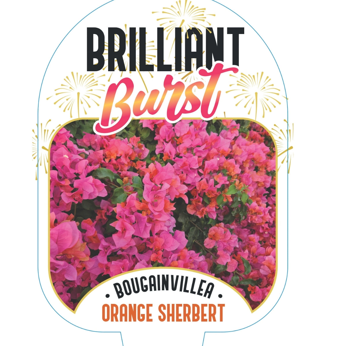 Bougainvillea Brilliant Burst ‘Orange Sherbert’ (Bougainvillea spectabilis) | 50mm Pot