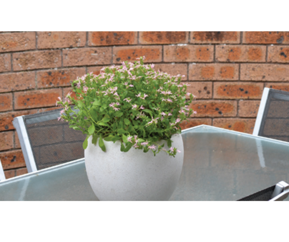 Scaevola aemula ‘Aussie Salute Pink’ | Pink Fan Flower – 50mm Pot