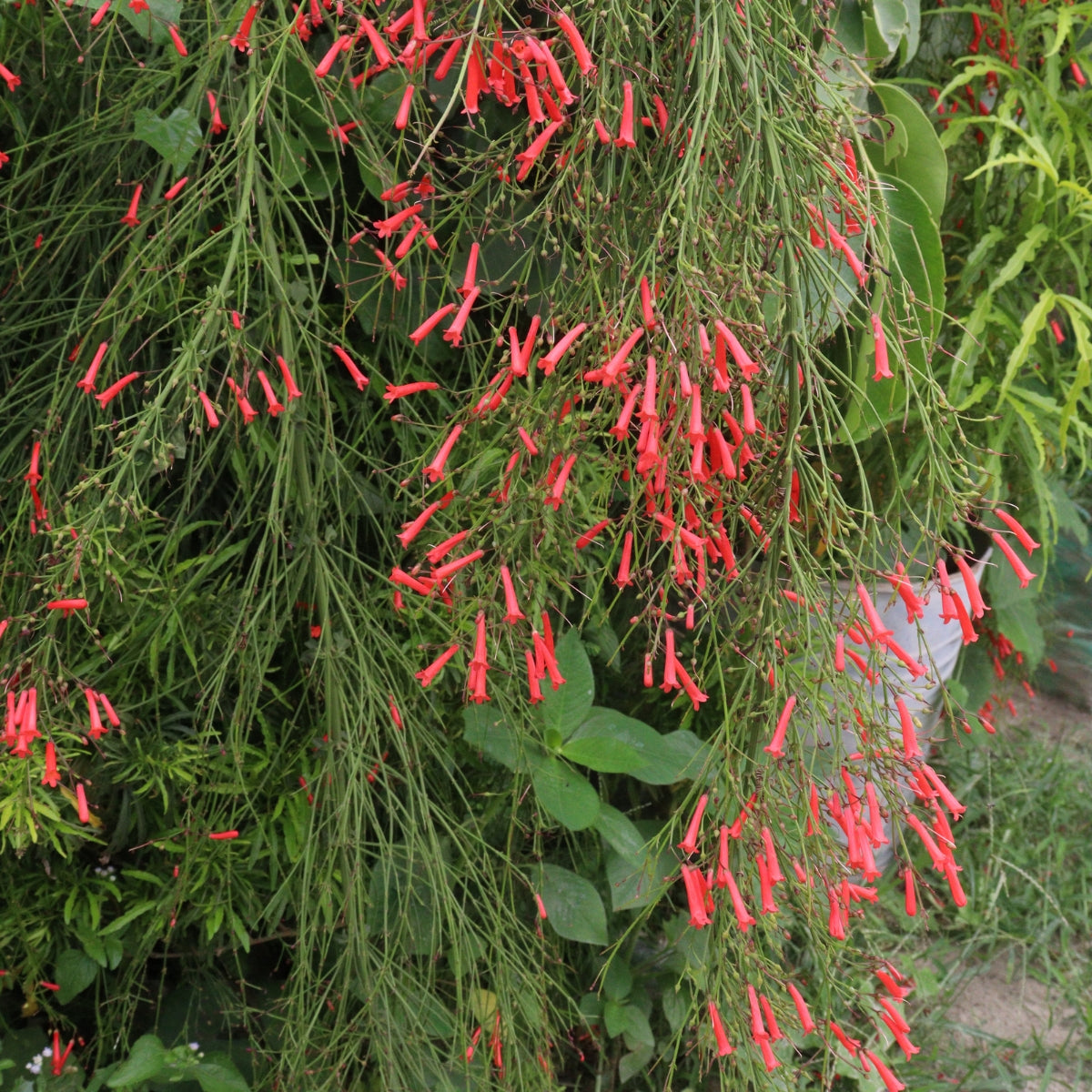 Russelia ‘Ruby Falls’ | Red Firecracker Plant