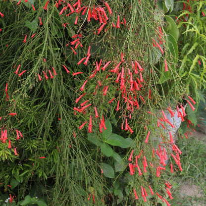 Russelia ‘Ruby Falls’ | Red Firecracker Plant