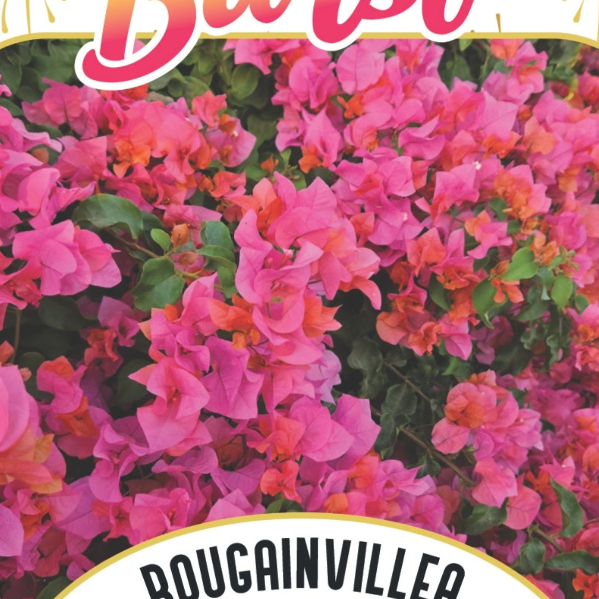Bougainvillea Brilliant Burst ‘Orange Sherbert’ (Bougainvillea spectabilis) | 50mm Pot