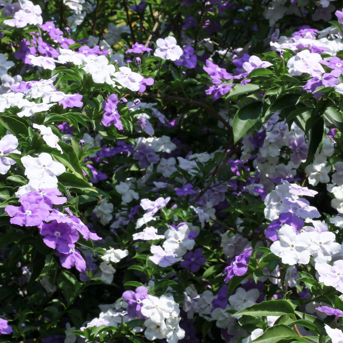 Brunfelsia ‘Sweet and Petite’ | Latifolia - Compact Yesterday Today Tomorrow
