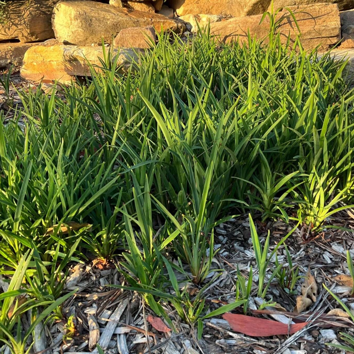 Baby Breeze™ Dianella | Compact Native Flax Lily Groundcover