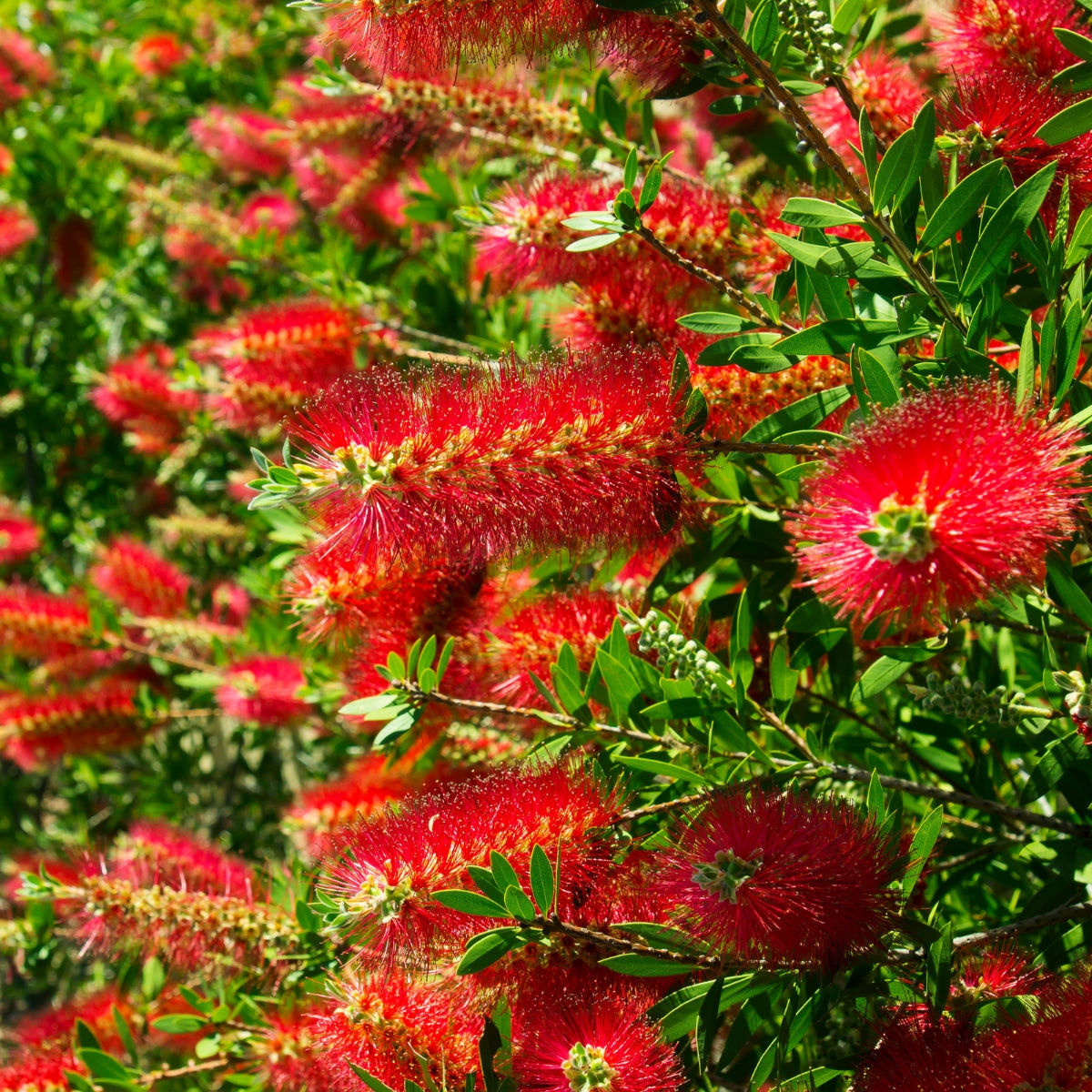 Callistemon ‘Kings Park Special’ | Red Bottlebrush