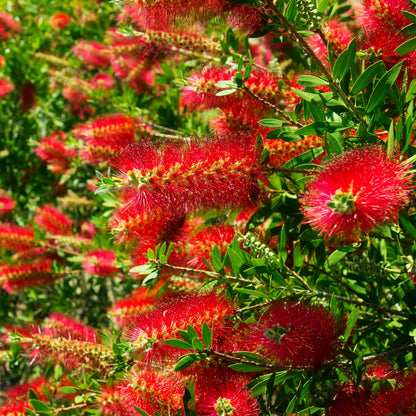 Callistemon ‘Kings Park Special’ | Red Bottlebrush